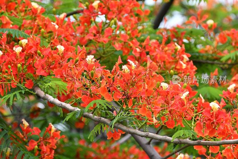 火焰树花/金凤花